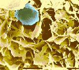 Fig. 3: Margarine